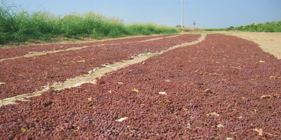 Türkiye'nin Çekirdeksiz Kuru Üzüm İhracat Potansiyeli ve Kurutulmuş Gıdaların Stratejik Önemi