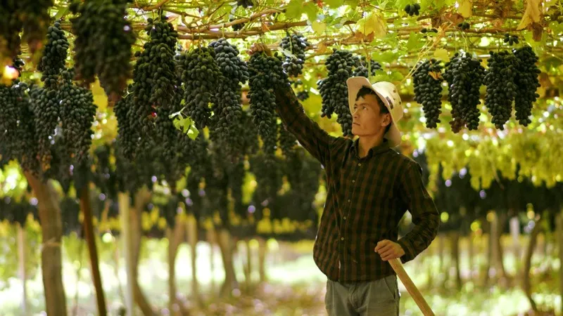 Özbekistan’da Yetiştirilen Üzüm Çeşitleri ve Gıda İşleme Teknolojilerinin Rolü